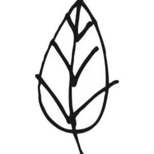 cropped blaadje jpeg2