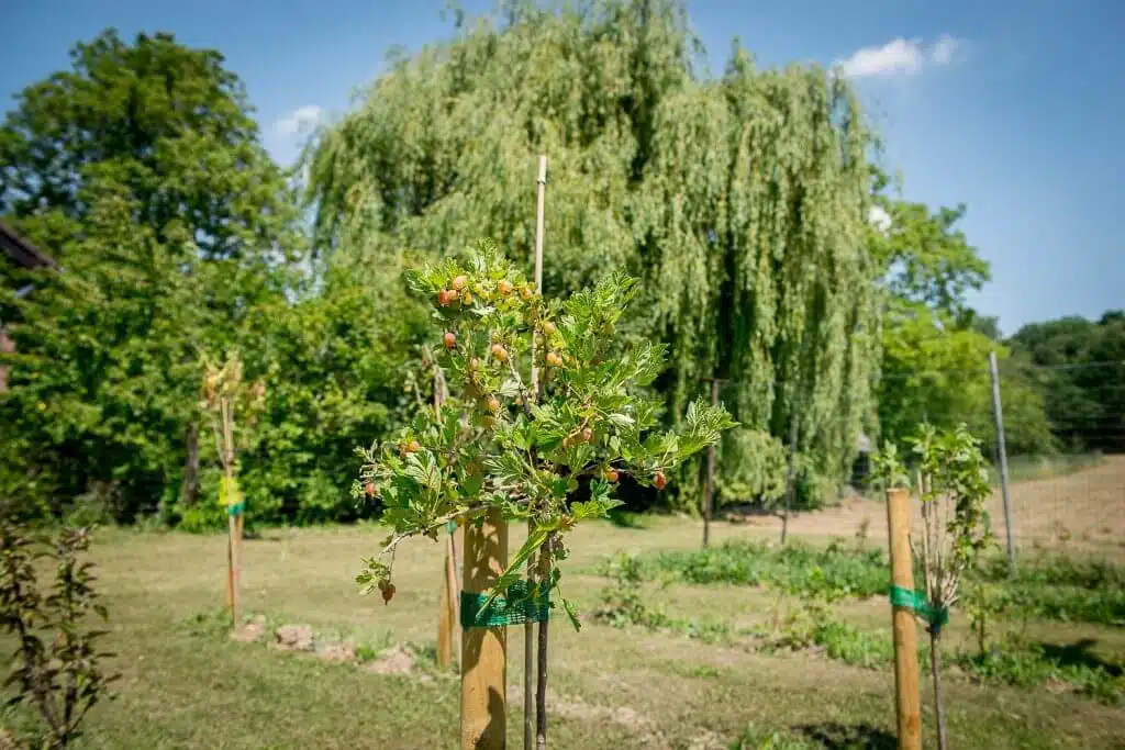 /vakantiehuis-grote-tuin-bunde/