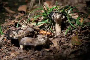 wandelen in het Bunderbos