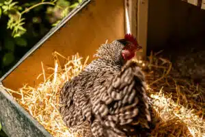 RL20250511 Beaujean Vacances Villa Verde Bunde.043