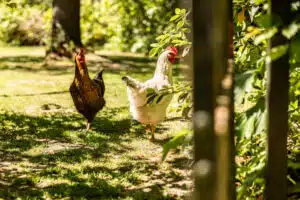 Buiten leven Zuid Limburg